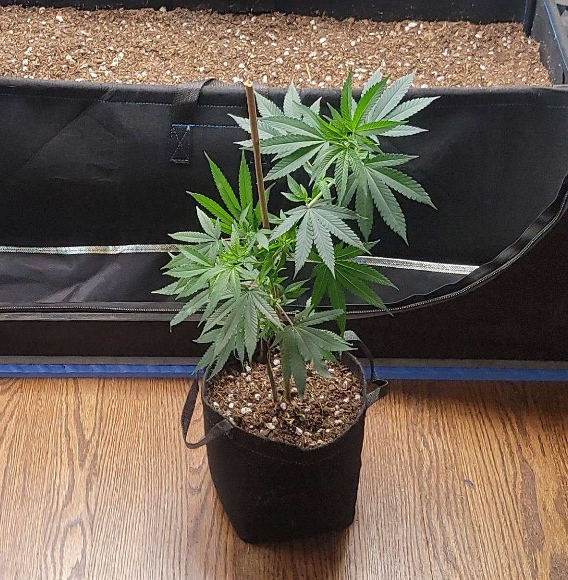 Rooted Cuttings - Ready For Transplant